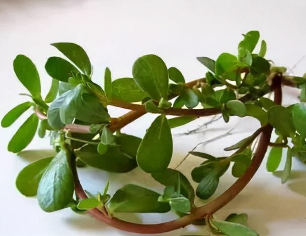 养胃要先杀菌，多吃4样食物，少碰3件事