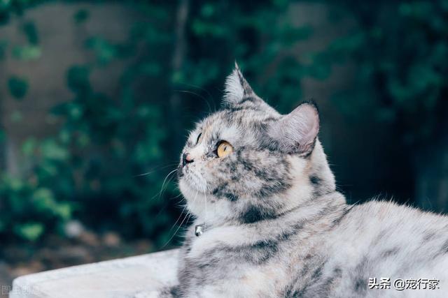 猫补