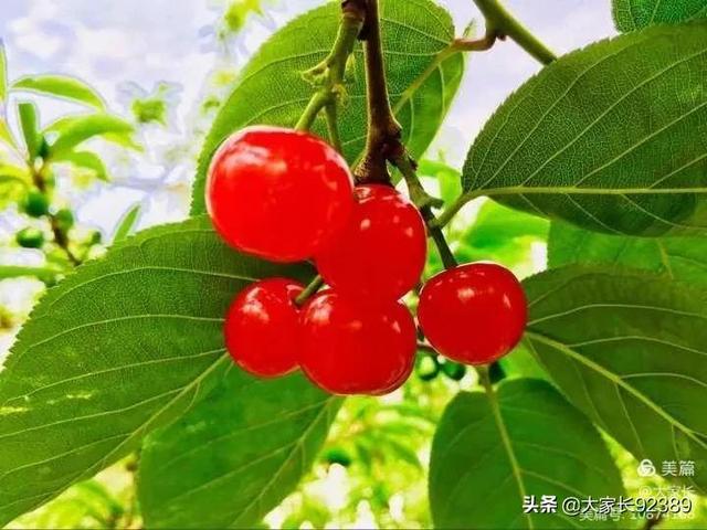 七言：暮春·樱桃红