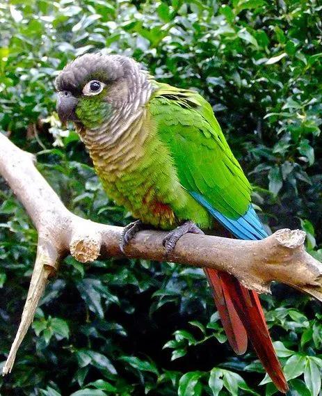 红尾黑凤头鹦鹉(红尾黑凤头鹦鹉中部亚种) 注册公司 第3张