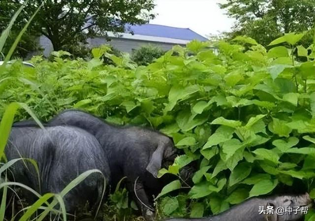 吉林桑葚破碎机