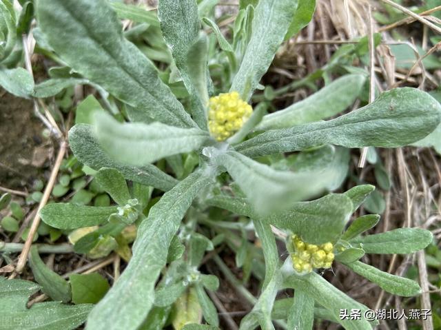 野菜种类