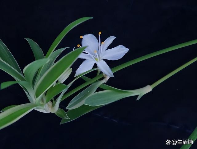 吊兰开花 吊兰开花（金鱼吊兰一年开几次花） 生活