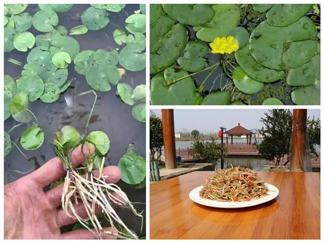 荇菜