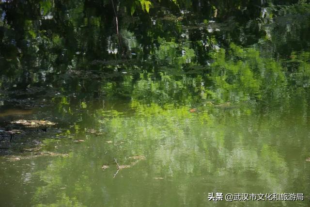你好，珞珈山的夏天……