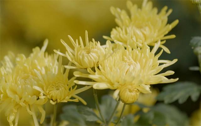 植物知识：菊花11月份可以连根移栽吗？掌握好4个注意事项，可以