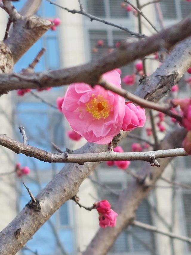 正当春花烂漫时