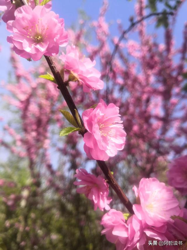春光明媚，粉红的榆叶梅正芳菲，美美的令人陶醉