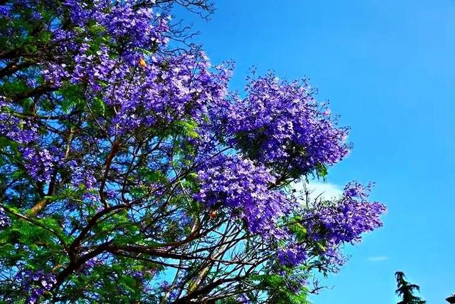 蓝花楹