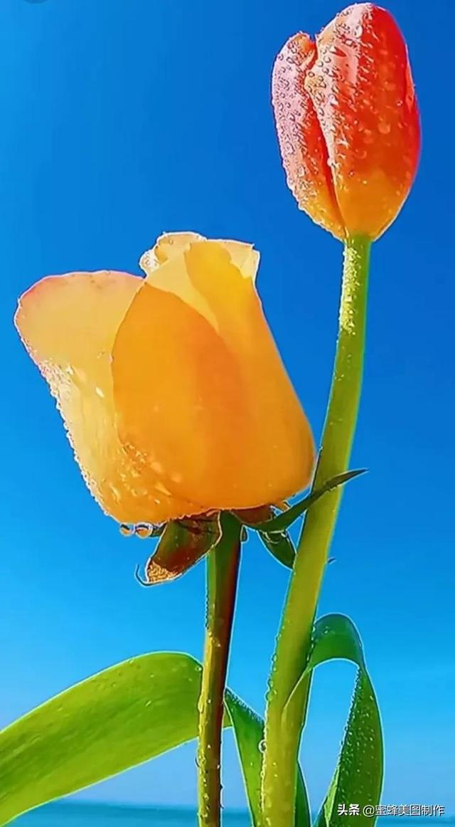 鲜花，因盛开而芬芳，因走过而醉人