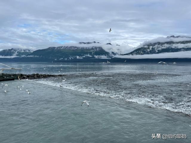 夢幻荒野阿拉斯加（14）Valdez看熊抓魚和三文魚洄遊
