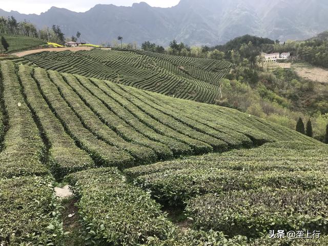 吕先奎冒“傻气”茶农们得福气——记保康县荆山锦茶业公司总经理吕先奎