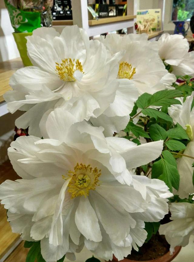 牡丹、芍药大比拼，到底谁最美