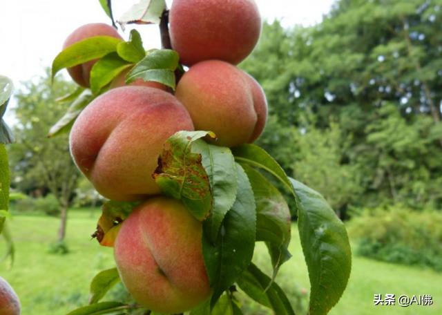 美国人平均一年吃多少食物