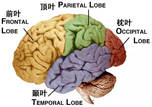 大脑演化：解剖精密神奇的大脑，让自己真正觉醒
