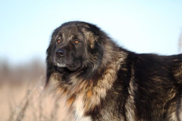 广州禁养犬种