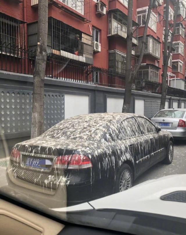 公主墳一到晚上就烏鴉成群，成爲北京一景，專家道出其中原因