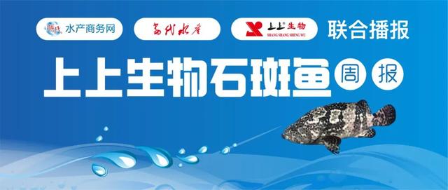 管控到位，疫情好转！加之五一长假临近，石斑鱼收购价止跌趋稳