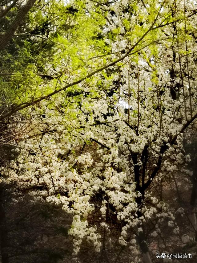 花香习习，垂柳依依，一花一世界，一树一菩提，淡妆浓抹总相宜