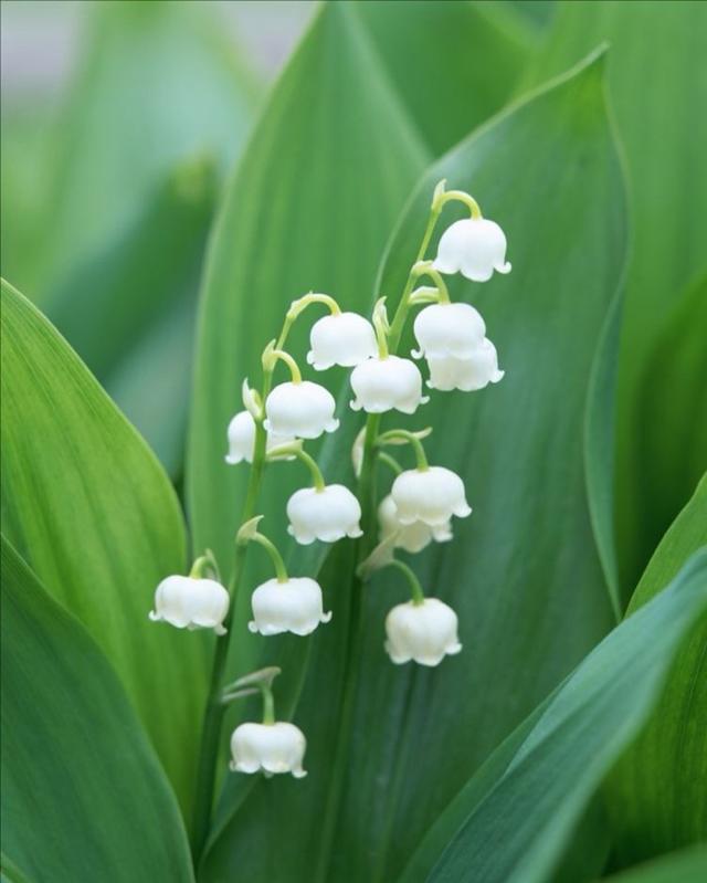 海芋花