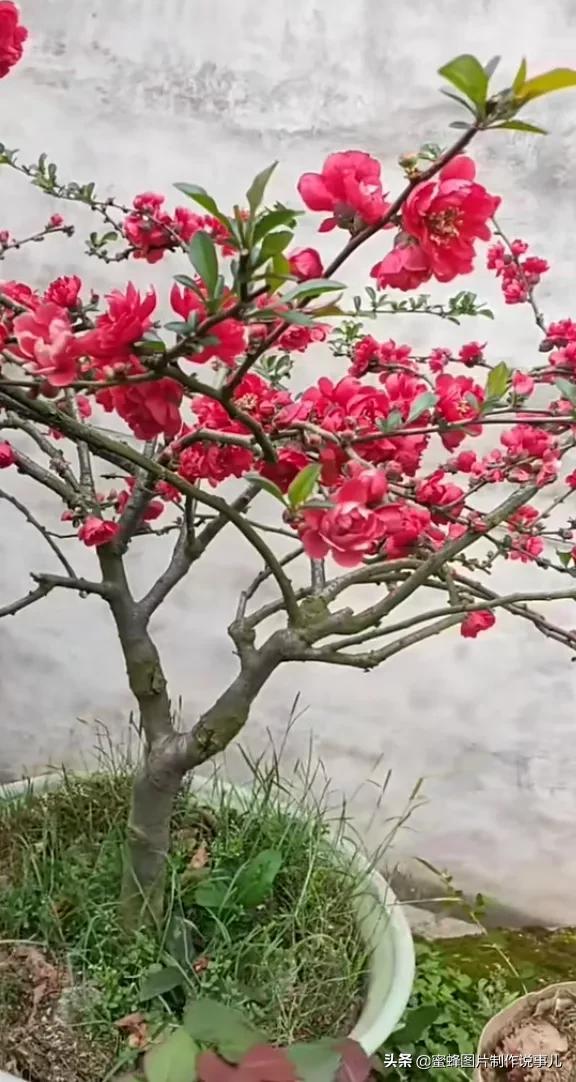 春花烂漫，竞相绽放，鸟语花香