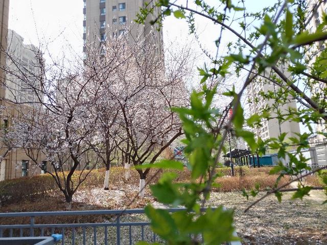 春天的景色美