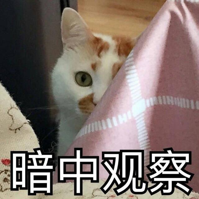 猫粮价格