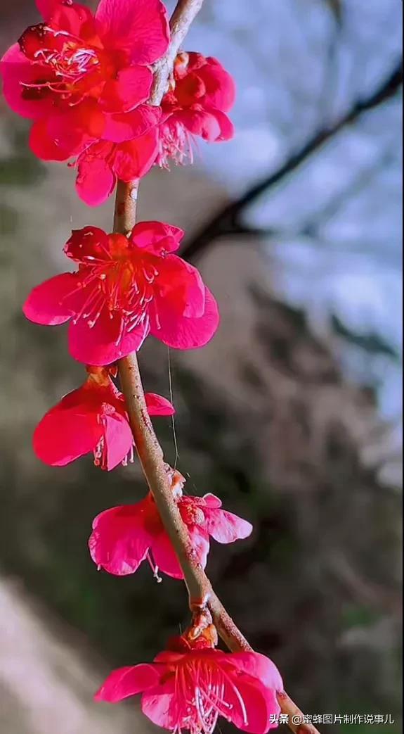 阳春三月，万花丛中娇美溢，千朵万朵压枝低