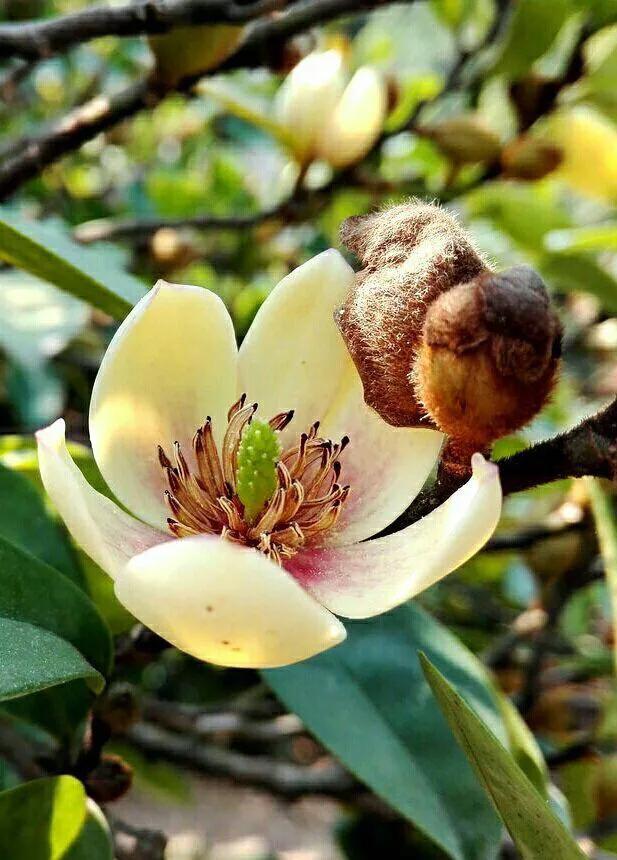 含笑花图片 含笑花图片(含笑花图片大全) 大数据