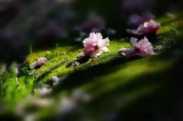 「散文」陌上花开缓缓归