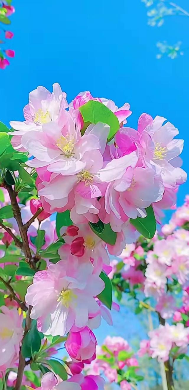 乡情散文：春之狂欢