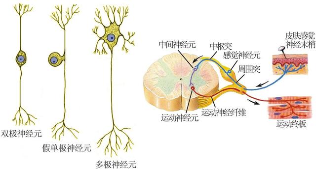 左撇子比右撇子更聪明？真相要比你所想的复杂多了
