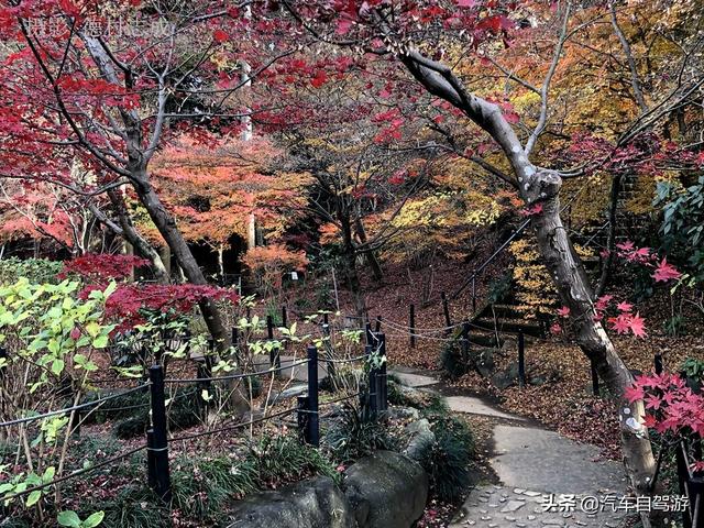 德村志成：落葉殘楓依然美麗，久違北小金本土寺