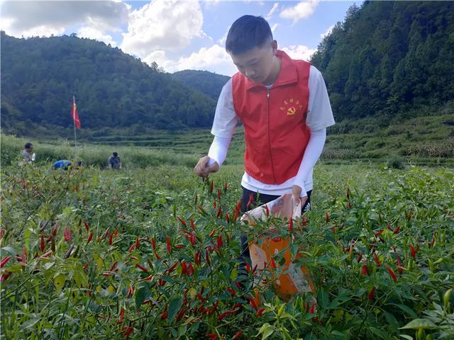 遵义大型木材破碎机