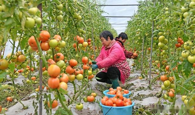 瓜果蔬菜播种时间表，菜农别错过了，用对方法，年年果实挂满枝头