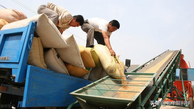 美国小麦亩产多少？与中国有何差距？为何说他抢了世界人民的饭碗12