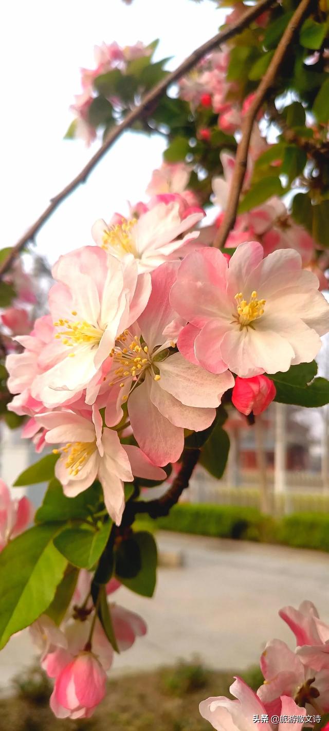 花开杨柳青