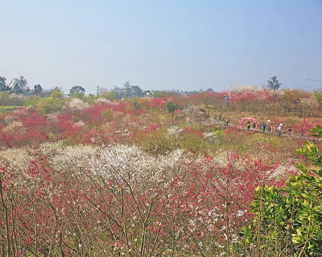 重庆市花