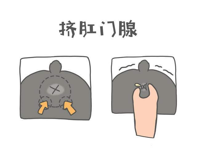 下面附上挤压肛门腺的教程.