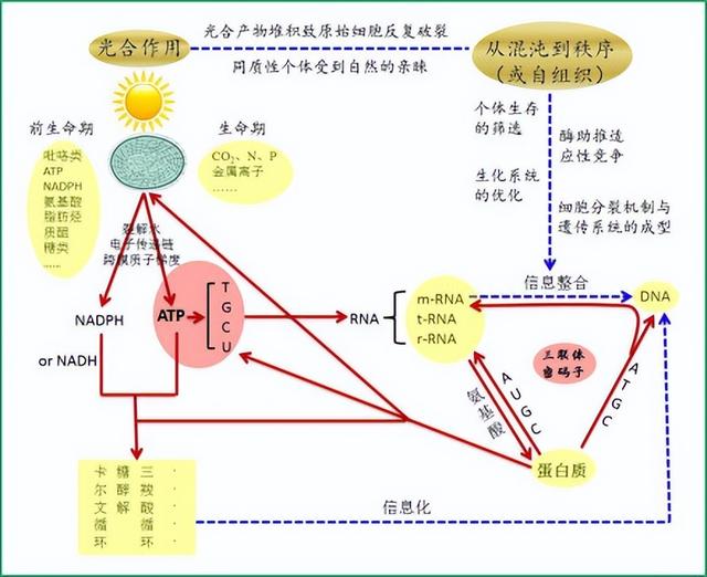 生命是如何起源的？
