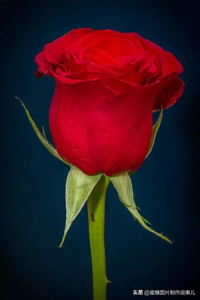 红玫瑰花图片