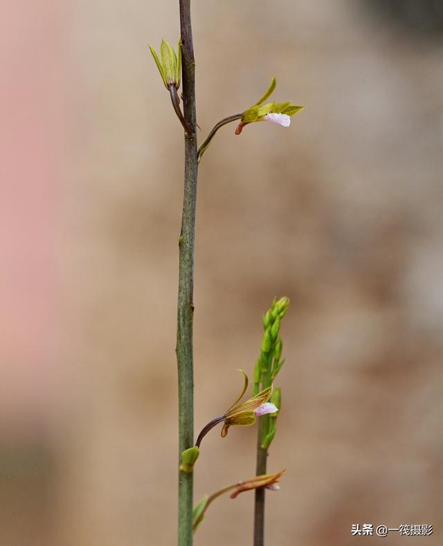 美冠兰