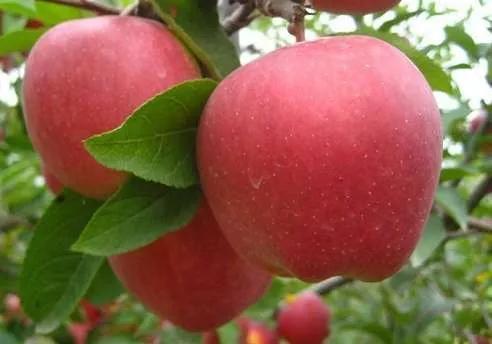 为何苹果晚落叶？营养旺盛是主因，以毒攻毒，喷尿素溶液
