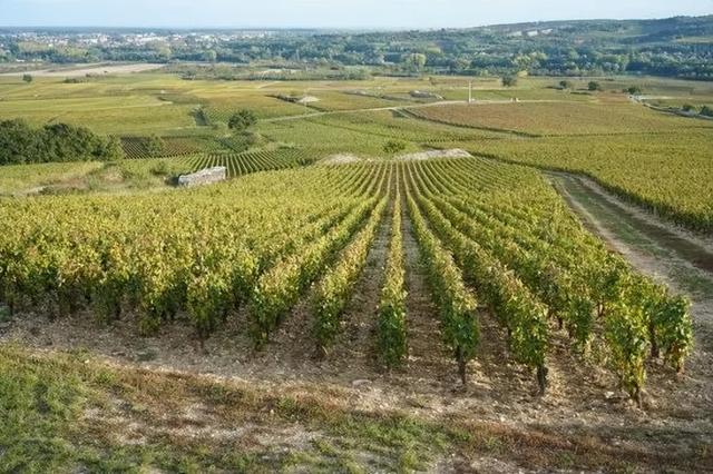 provenza红酒价格，勃艮第2021年严重减产，且有且珍惜