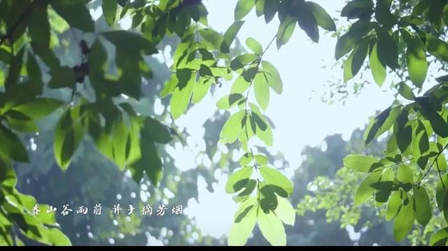 谷雨前的芽芽叶叶