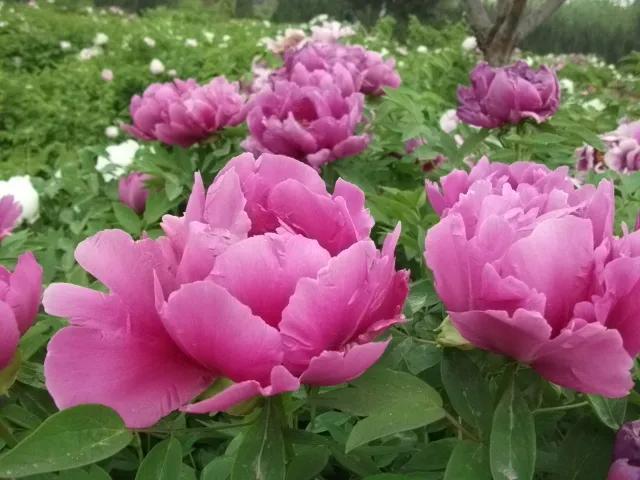 鲜花争艳，美景如画，令人心旷神怡