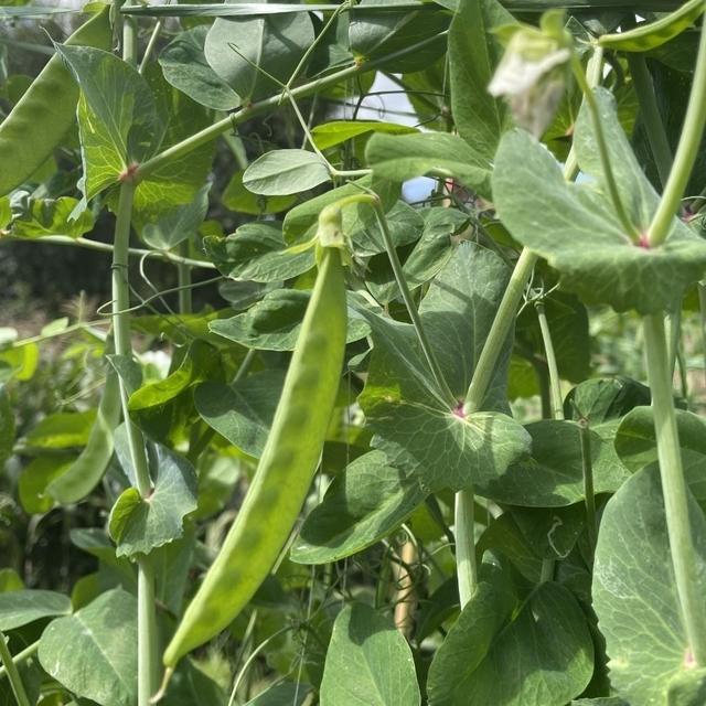 扁豆角 扁豆角（扁豆角怎么做好吃） 美食