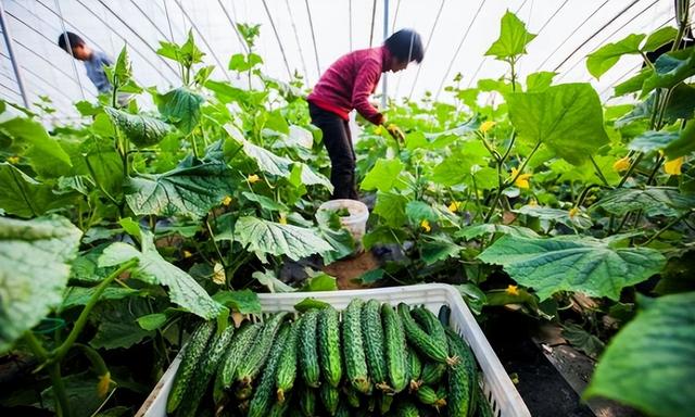 黄瓜是“激素瓜”？提醒：为了健康，尽量少吃这3种黄瓜