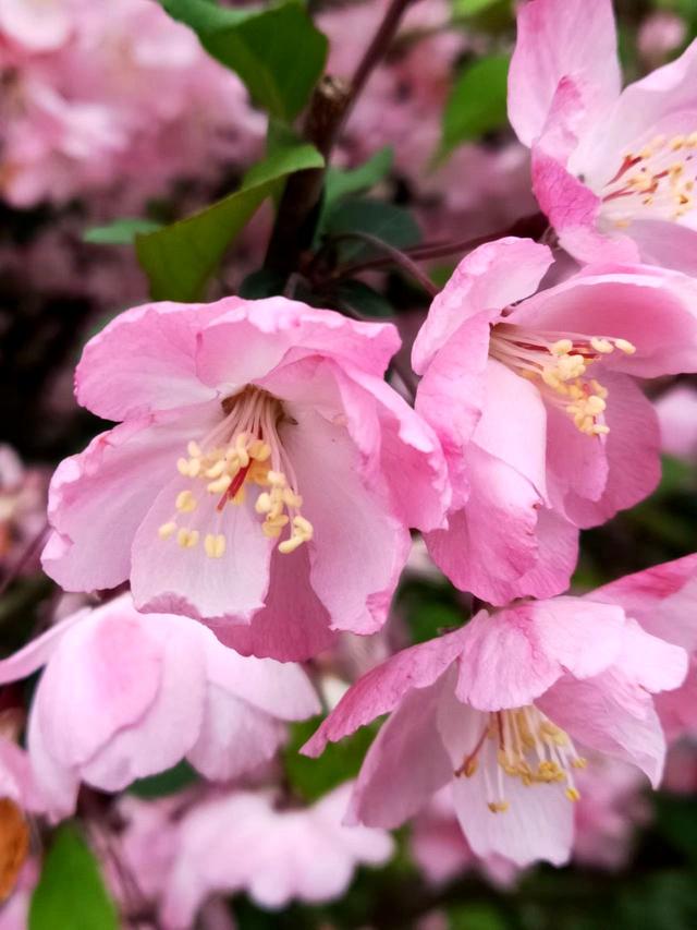 #把春天装进旅途 芳菲向暖，星辰与我共赏桃花