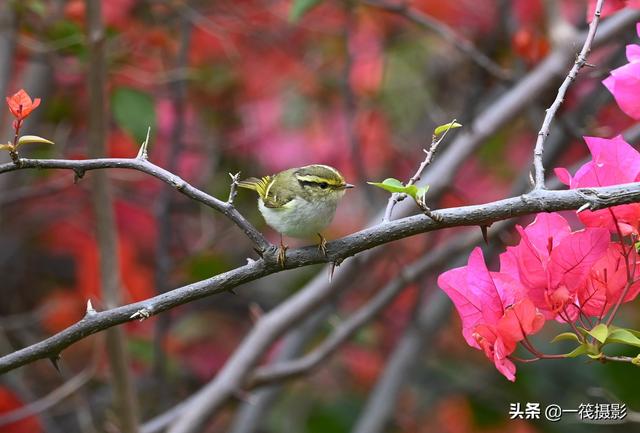 黄腰柳莺